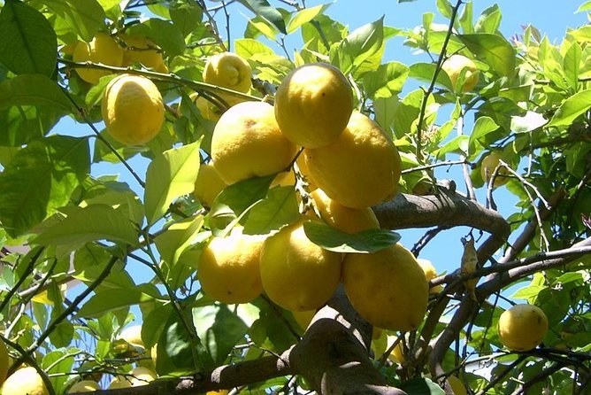 Lemons ripening on the tree